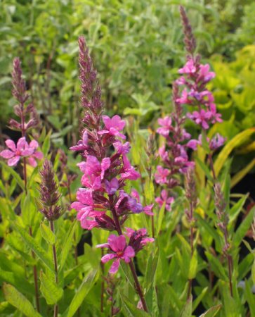 [0] Lythrum salicaria 'Modern Pink' - Blutweiderich