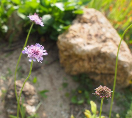 [0] Scabiosa columbaria - Tauben-Skabiose