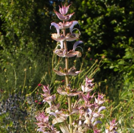 [0] Salvia sclarea - Muskateller-Salbei