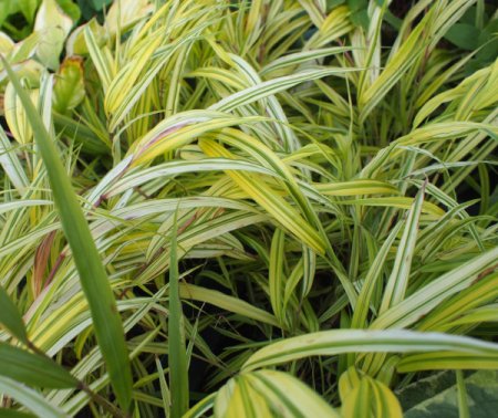 [0] Hakonechloa macra 'Aureola' - Japan-Berggras