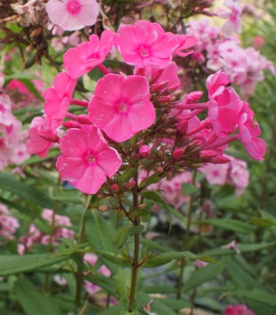 [0] Phlox paniculata 'Farin' - Flammenblume