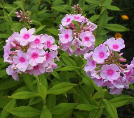 [0] Phlox paniculata 'Nori' - Flammenblume