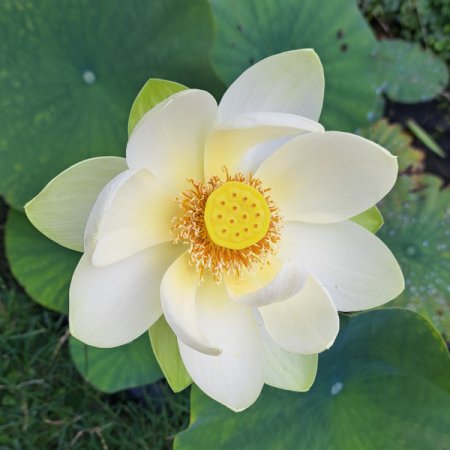[0] Nelumbo 'Perry's Giant Sunburst' - Lotos (wurzelnackt)