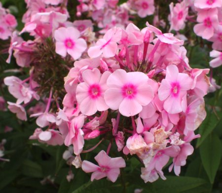 [0] Phlox paniculata 'Náin' - Flammenblume