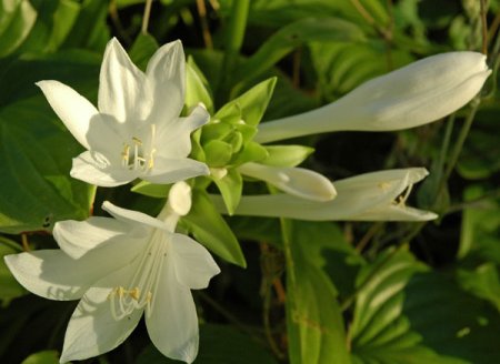 [0] Hosta plantaginea var. japonica - Funkie