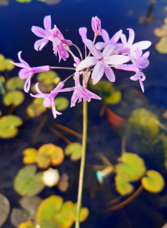 [0] Tulbaghia violacea - Kaplilie