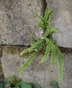 Asplenium trichomanes - Streifenfarn