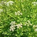 Oenanthe javanica - Wasserfenchel