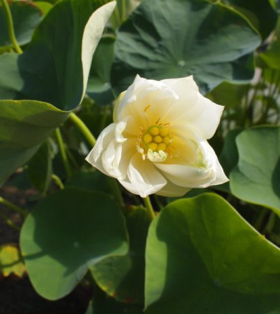 [0] Nelumbo 'Mario Zanfardino' - Lotos (wurzelnackt)