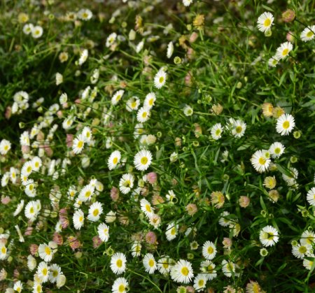 [0] Erigeron karvinskianus - Spanisches Gänseblümchen