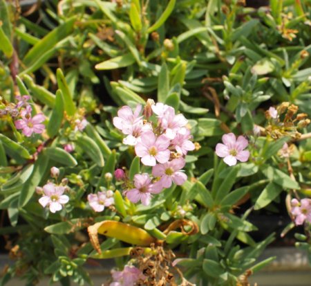 [0] Gypsophila repens 'Rosea' - Zwerg-Schleierkraut