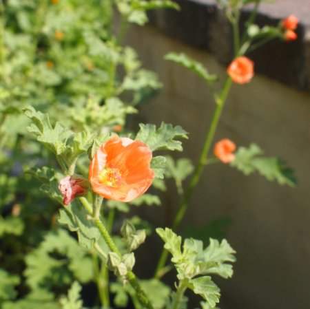[0] Sphaeralcea ambigua 'Childerley' - Wüstenmalve