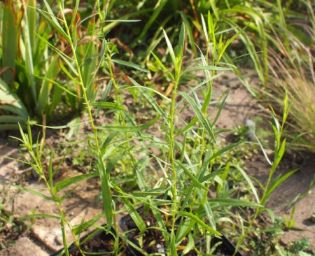 [0] Artemisia dracunculus - Französischer Estragon