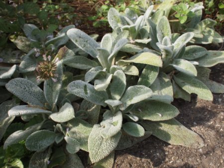 [0] Stachys byzantina - Woll-Ziest