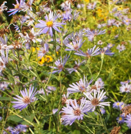 [0] Aster x herveyi 'Twilight' - Herzblatt-Aster