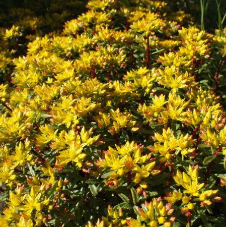 [0] Sedum floriferum 'Weihenstephaner Gold' - Fetthenne