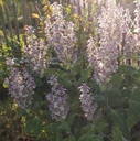 Salvia sclarea 'Vatican Pink' - Muskateller-Salbei