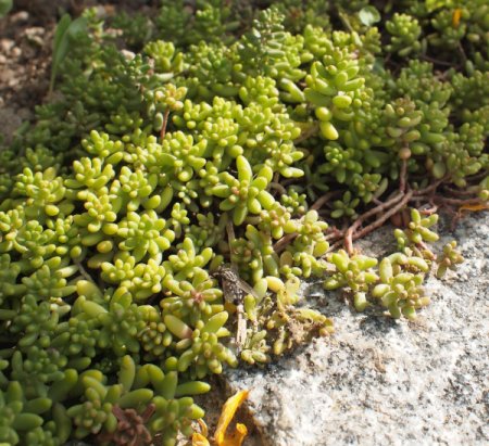[0] Sedum album 'Coral Carpet' - Rotmoos-Mauerpfeffer