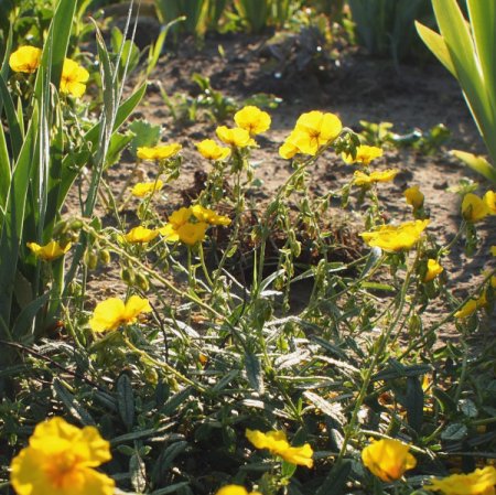 [0] Helianthemum x cultorum 'Golden Queen' - Sonnenröschen