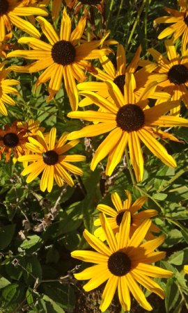 [0] Rudbeckia fulgida var. sullivantii 'Goldsturm' - Sonnenhut