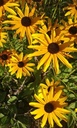 Rudbeckia fulgida var. sullivantii 'Goldsturm' - Sonnenhut
