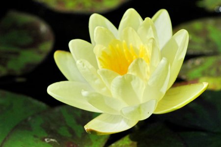 [0] Nymphaea 'Sulphurea' - Seerose