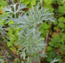 Artemisia absinthium - Wermut