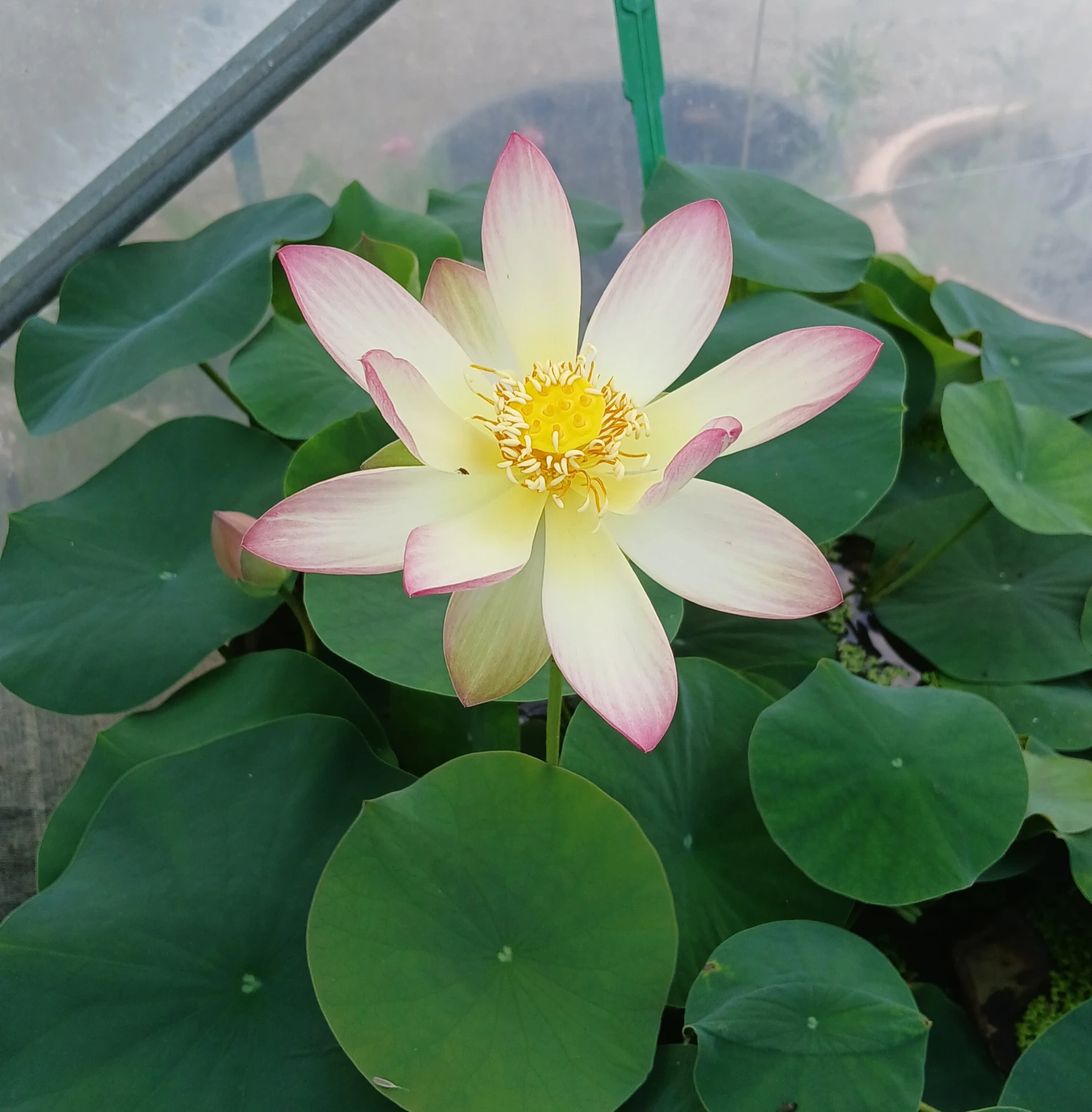 Nelumbo 'Jinling Nyonshen' - Lotos (wurzelnackt)